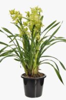 Cymbidium orchid - yellow green