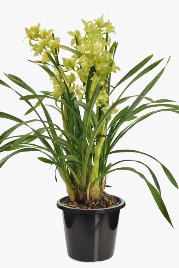 Cymbidium orchid - yellow green