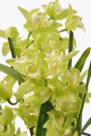 Cymbidium orchid - yellow green
