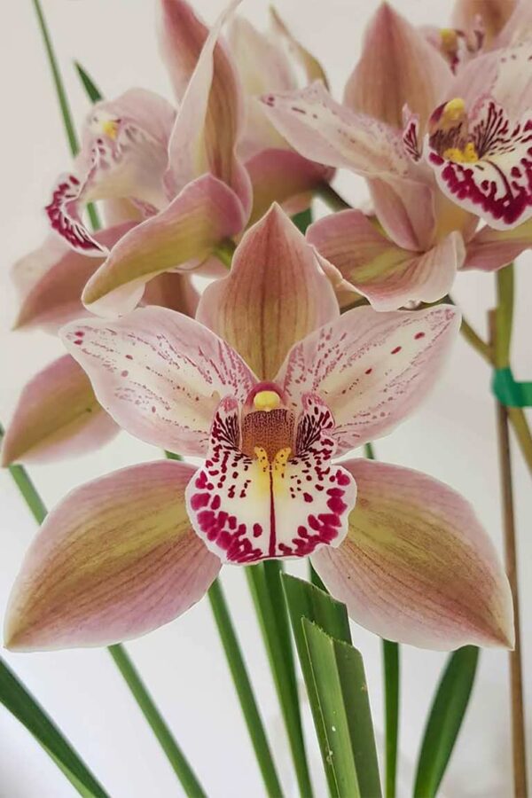 Cymbidium orchid - Butterfly Orchid, Fireviex 'Louise' - Image 3