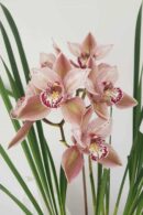 Cymbidium orchid - Butterfly Orchid, Fireviex 'Louise'