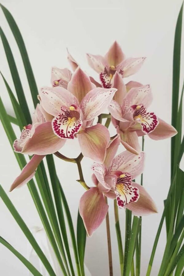 Cymbidium orchid - Butterfly Orchid, Fireviex 'Louise' - Image 2