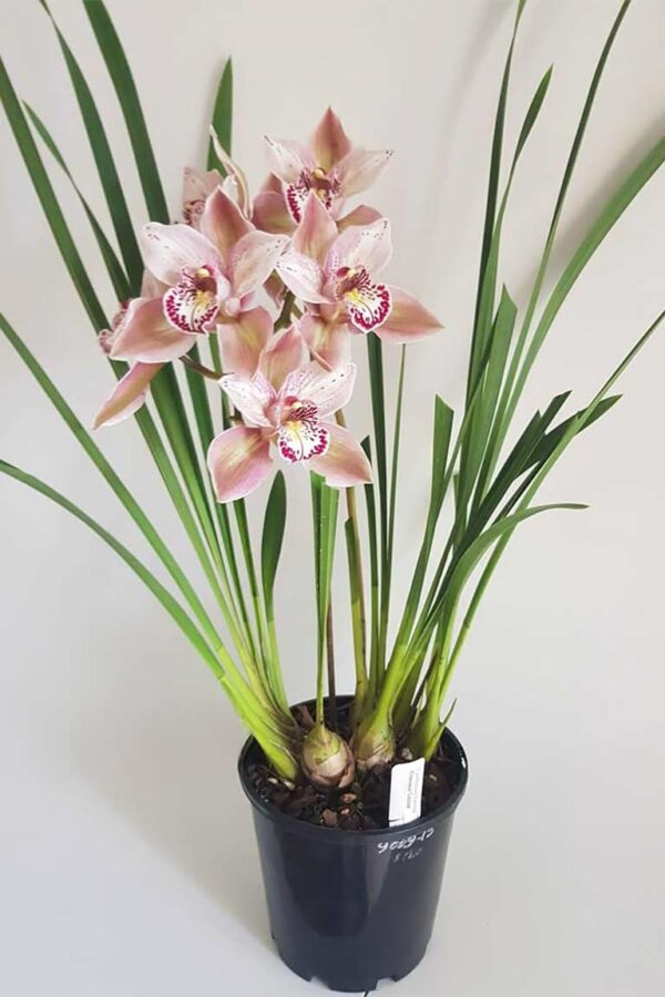 Cymbidium orchid - Butterfly Orchid, Fireviex 'Louise'